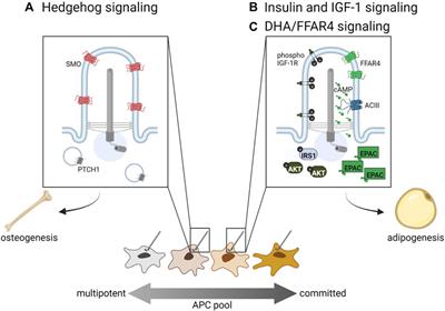 Ciliary control of adipocyte progenitor cell fate regulates energy storage